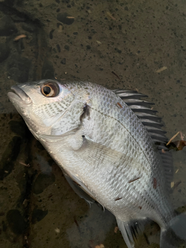 キビレの釣果