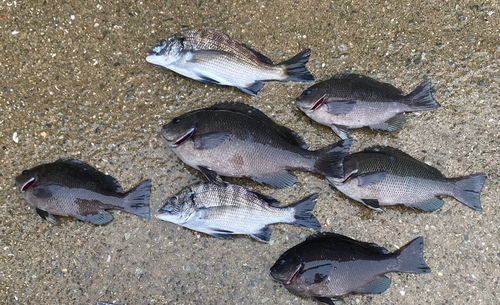 チヌの釣果