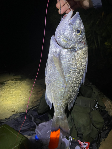 チヌの釣果