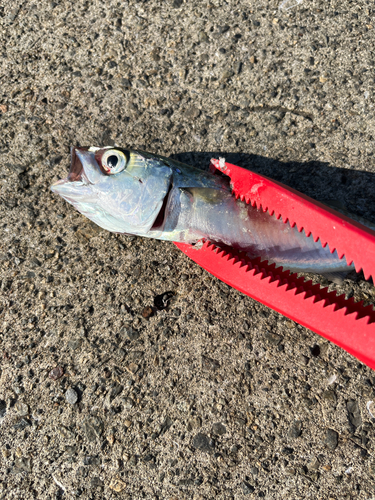 サバの釣果