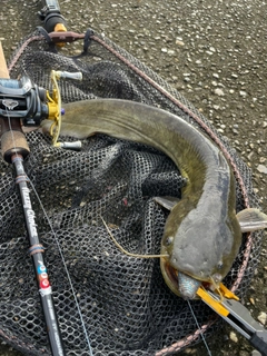 ナマズの釣果