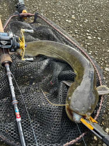 ナマズの釣果