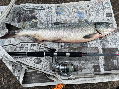 アキアジの釣果