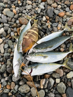 ツバイソの釣果