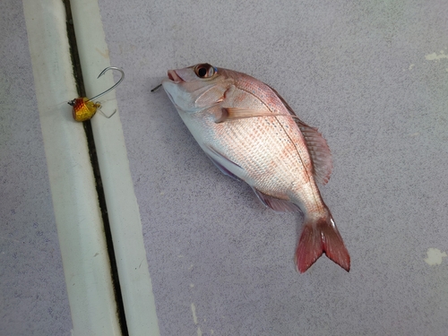 マダイの釣果