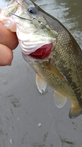 ラージマウスバスの釣果