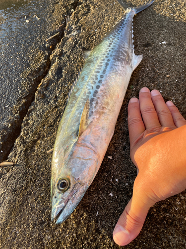 サゴシの釣果