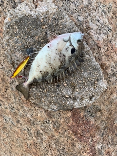 アイゴの釣果