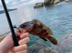 アコウの釣果