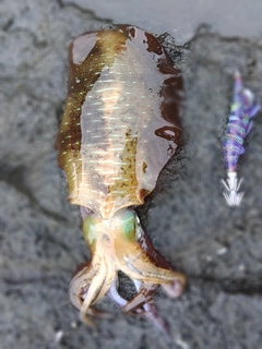 アオリイカの釣果