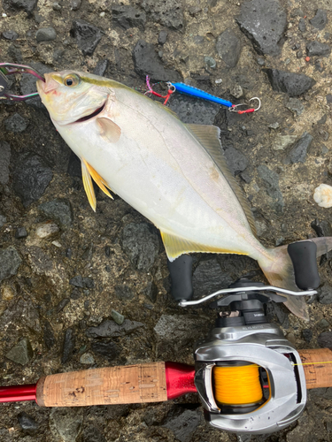 ショゴの釣果