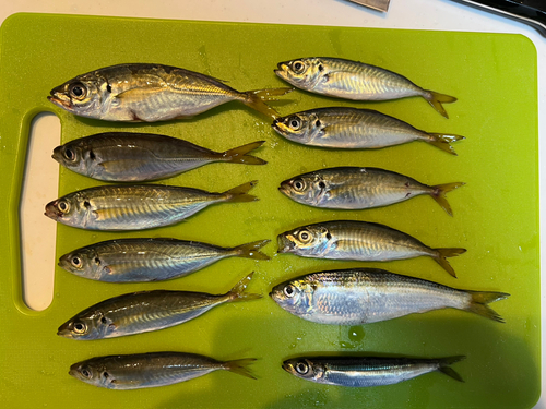 アジの釣果