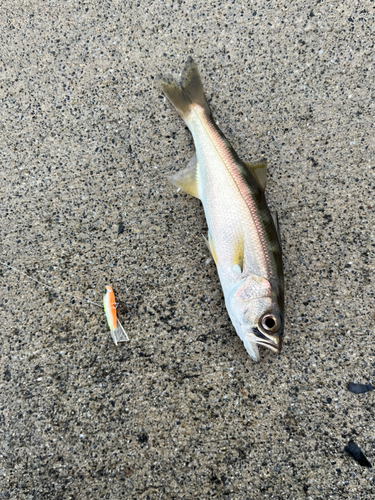 クロムツの釣果