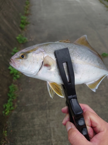 ショゴの釣果