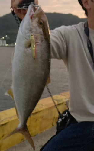 ショゴの釣果