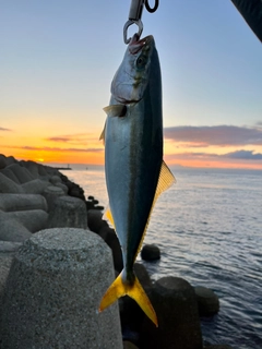 ハマチの釣果