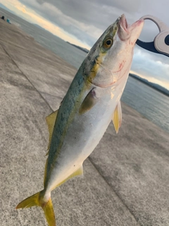 ハマチの釣果