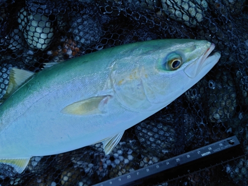 ツバイソの釣果