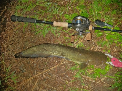 ナマズの釣果