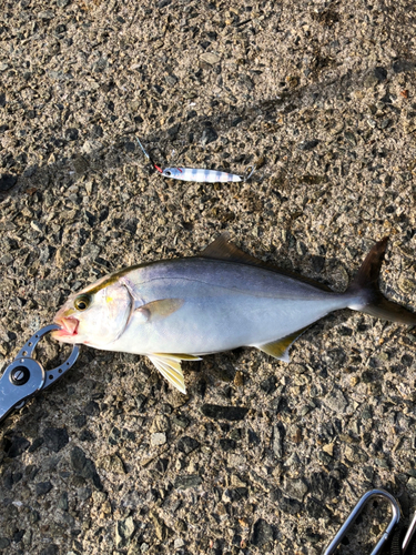 ショゴの釣果