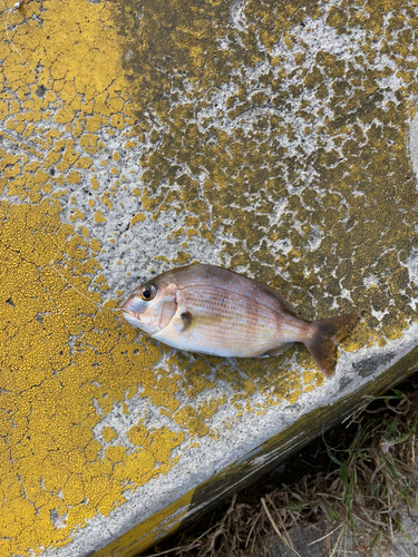 チャリコの釣果