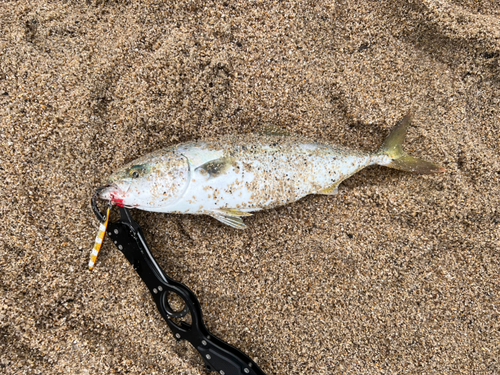 ヤズの釣果