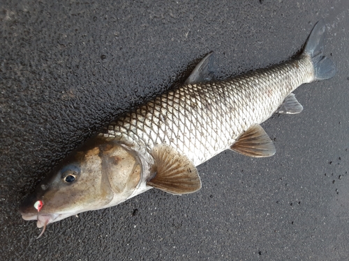 ニゴイの釣果