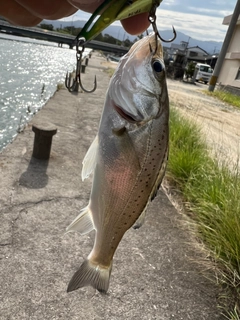 セイゴ（マルスズキ）の釣果