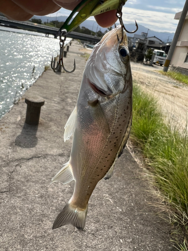 セイゴ（マルスズキ）の釣果