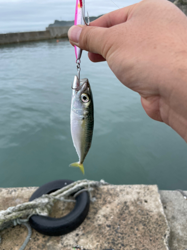 サバの釣果