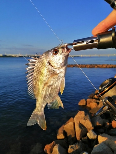 キビレの釣果