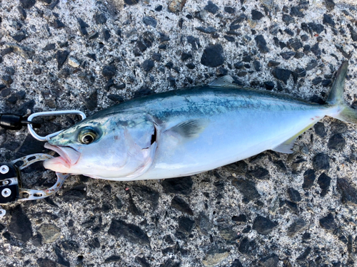 ツバスの釣果