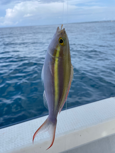 キツネウオの釣果