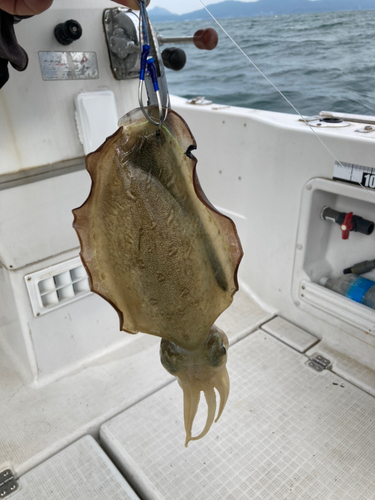 ネリゴの釣果