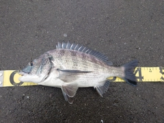 クロダイの釣果