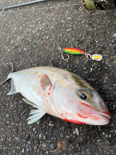 ネリゴの釣果