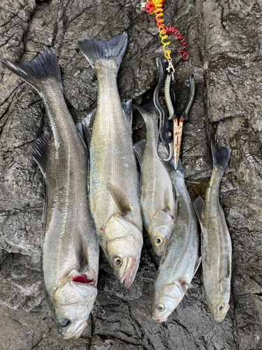 シーバスの釣果