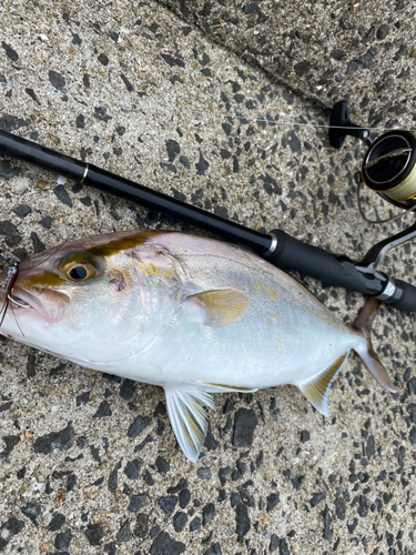 ネリゴの釣果