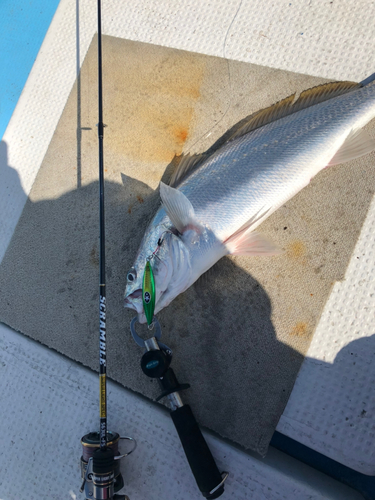 オオニベの釣果