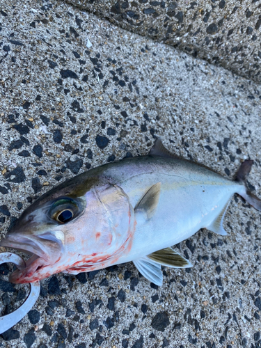 ネリゴの釣果