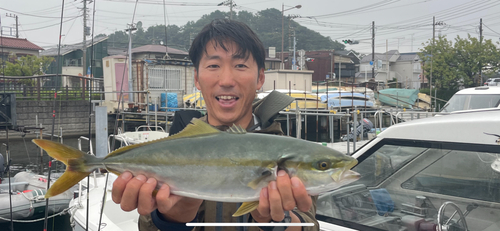 イナダの釣果