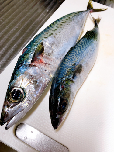 サバの釣果