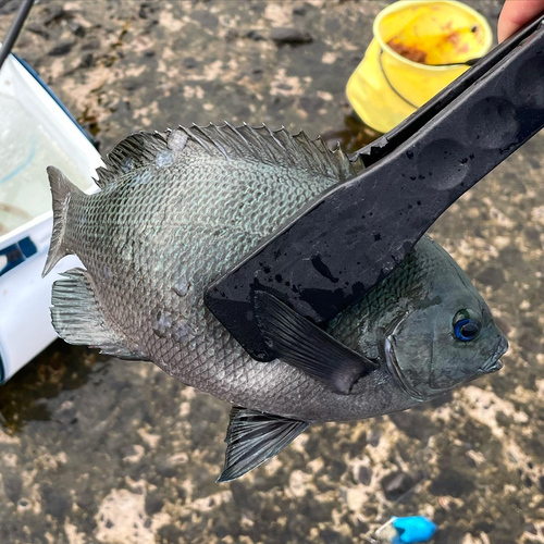 クロの釣果