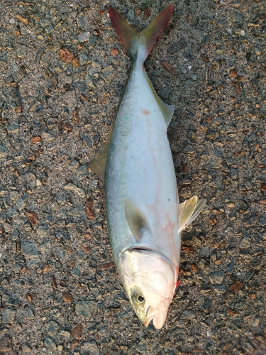 ヤズの釣果