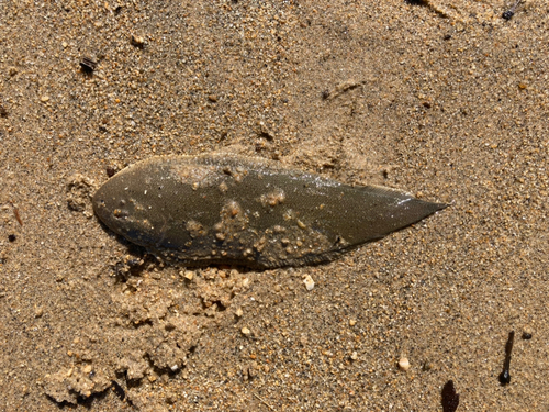 ウシノシタの釣果