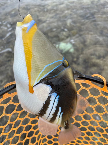 ムラサメモンガラの釣果