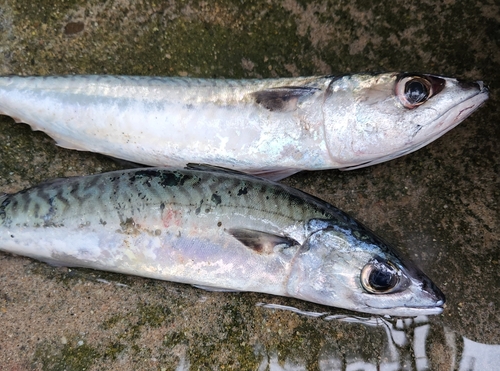 サバの釣果