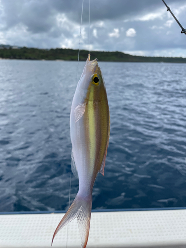 キツネウオの釣果