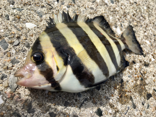 サンバソウの釣果