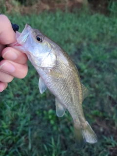 ラージマウスバスの釣果